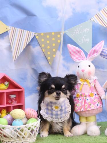 20240323プリンちゃん